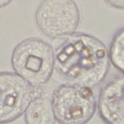 image (4)